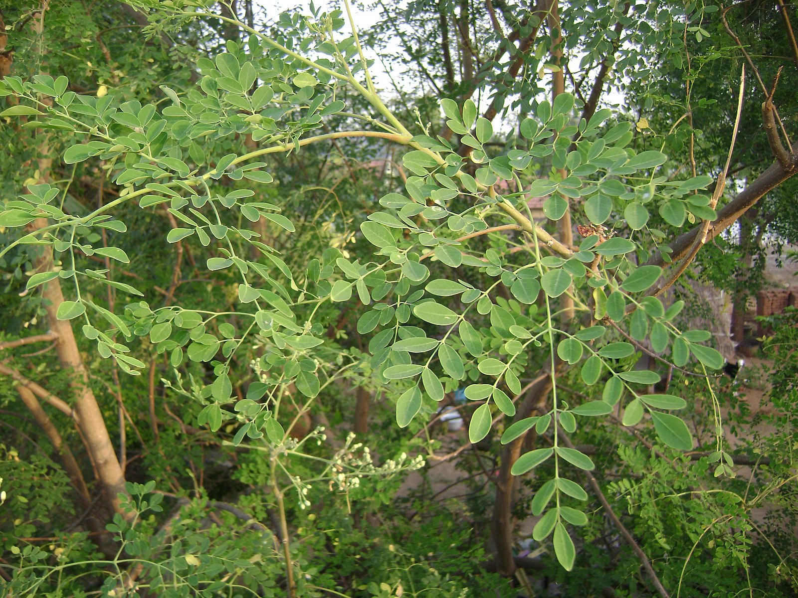 Organicals silk. Moringa 53. Organicals Moringa. Moringa Tree.